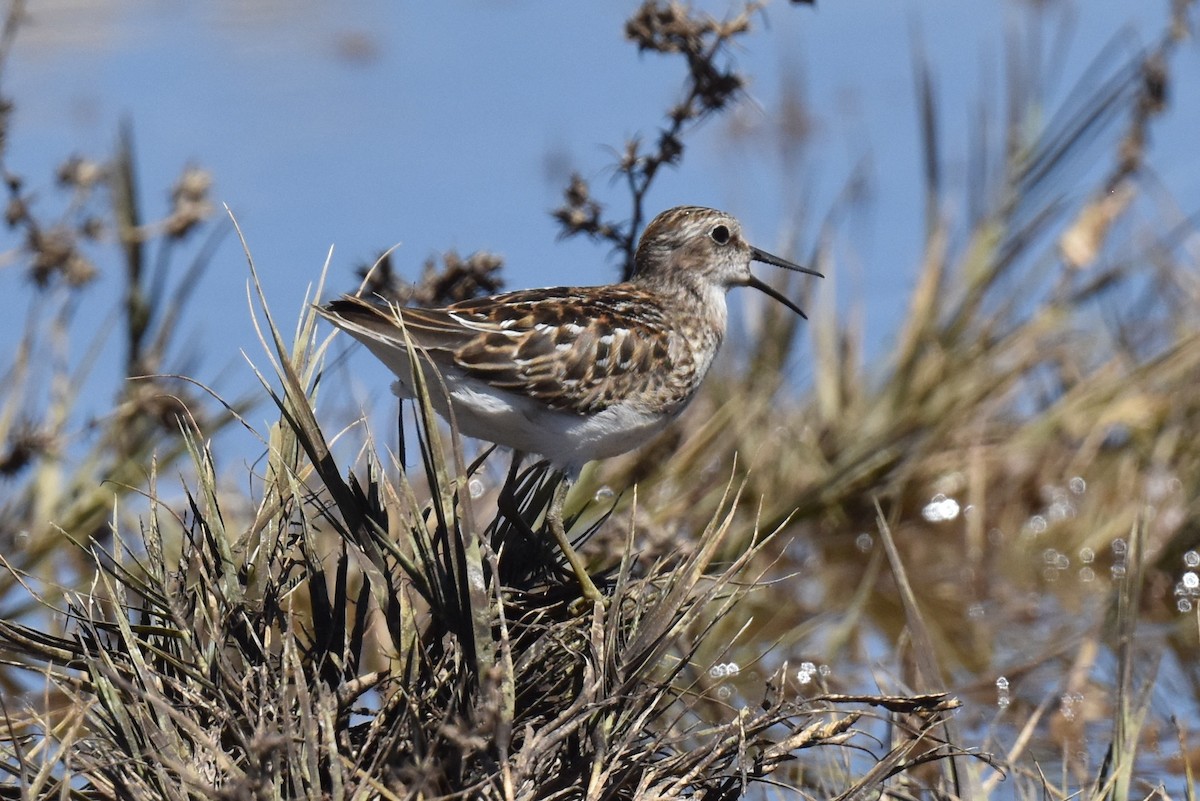 Wiesenstrandläufer - ML607042341