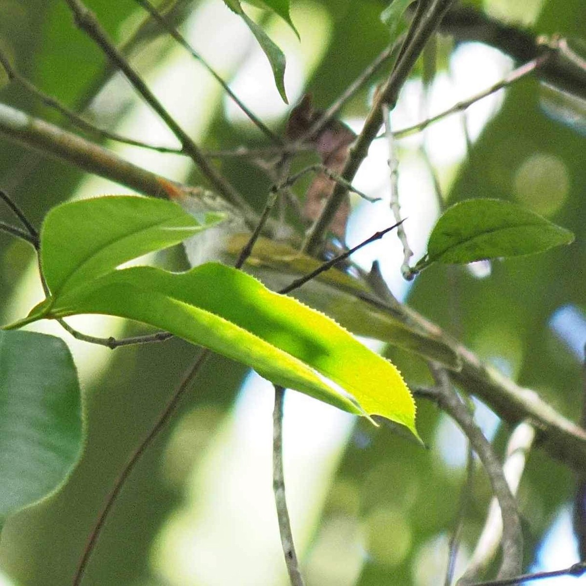 Eastern Crowned Warbler - Vetida Pongpanit