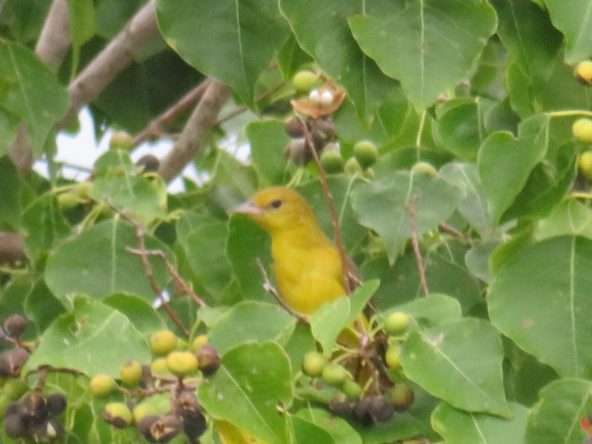 Summer Tanager - ML607044171