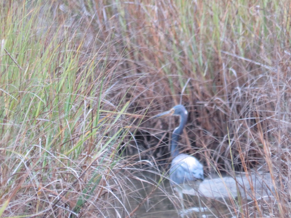 Tricolored Heron - ML607044221