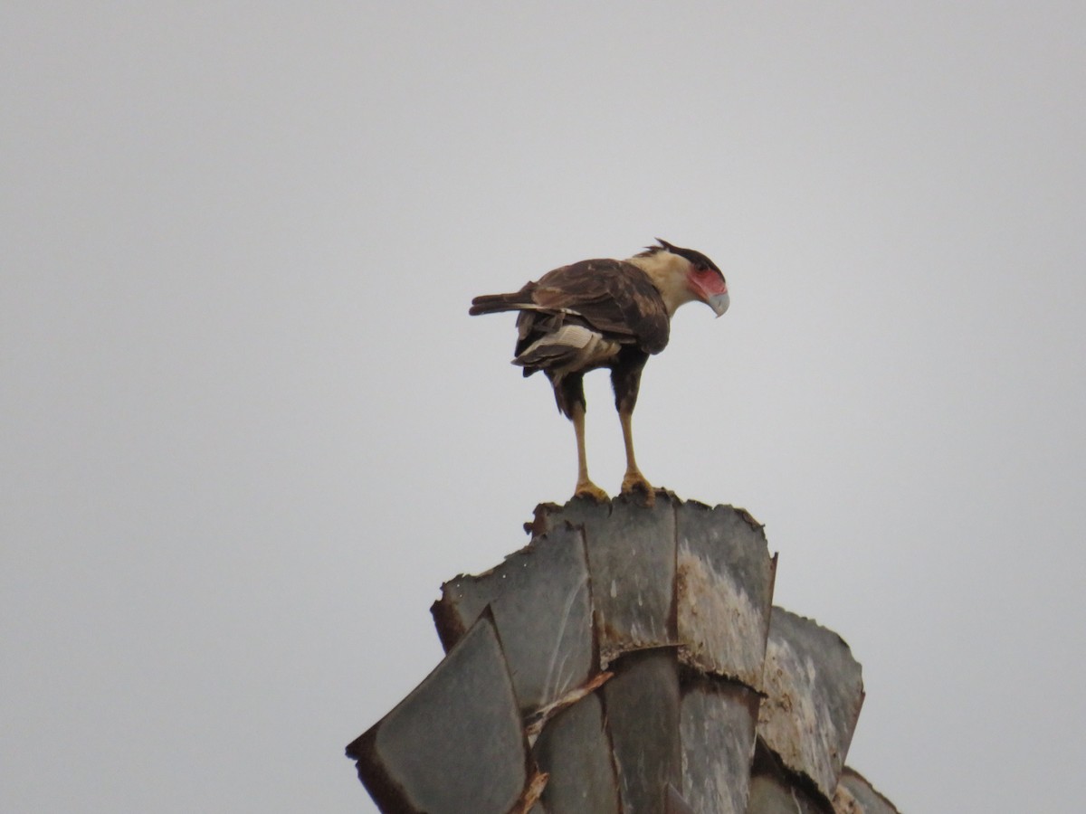 Caracara huppé - ML607044241