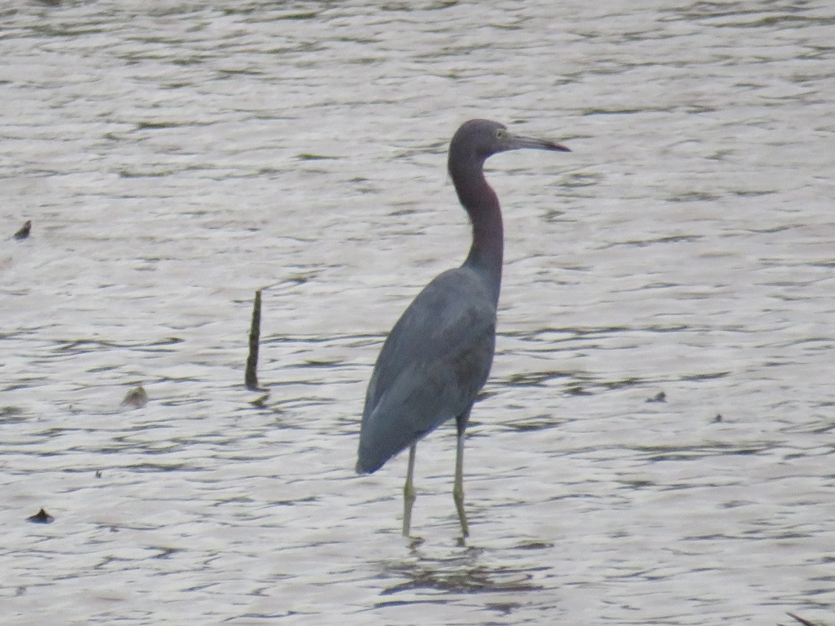 Reddish Egret - ML607044251