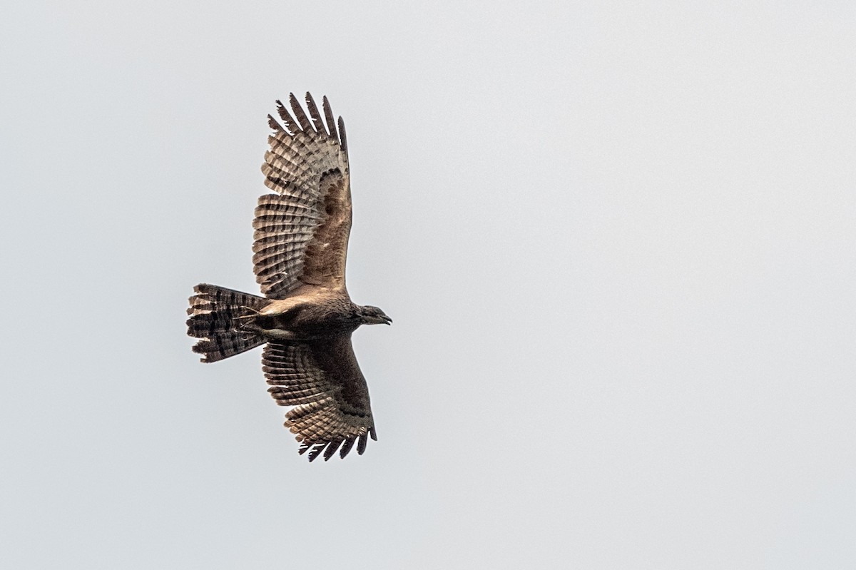 Oriental Honey-buzzard - ML607046371