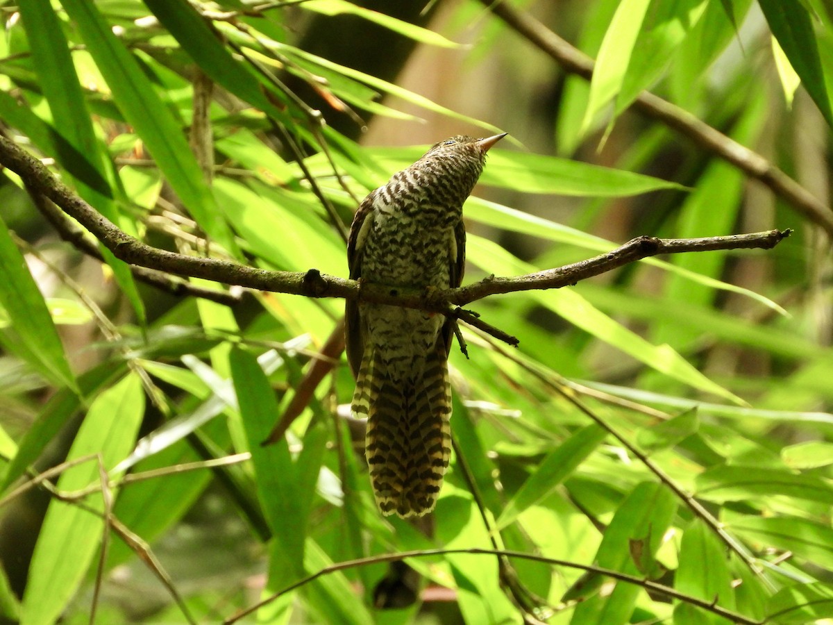 Brush Cuckoo - ML607046661