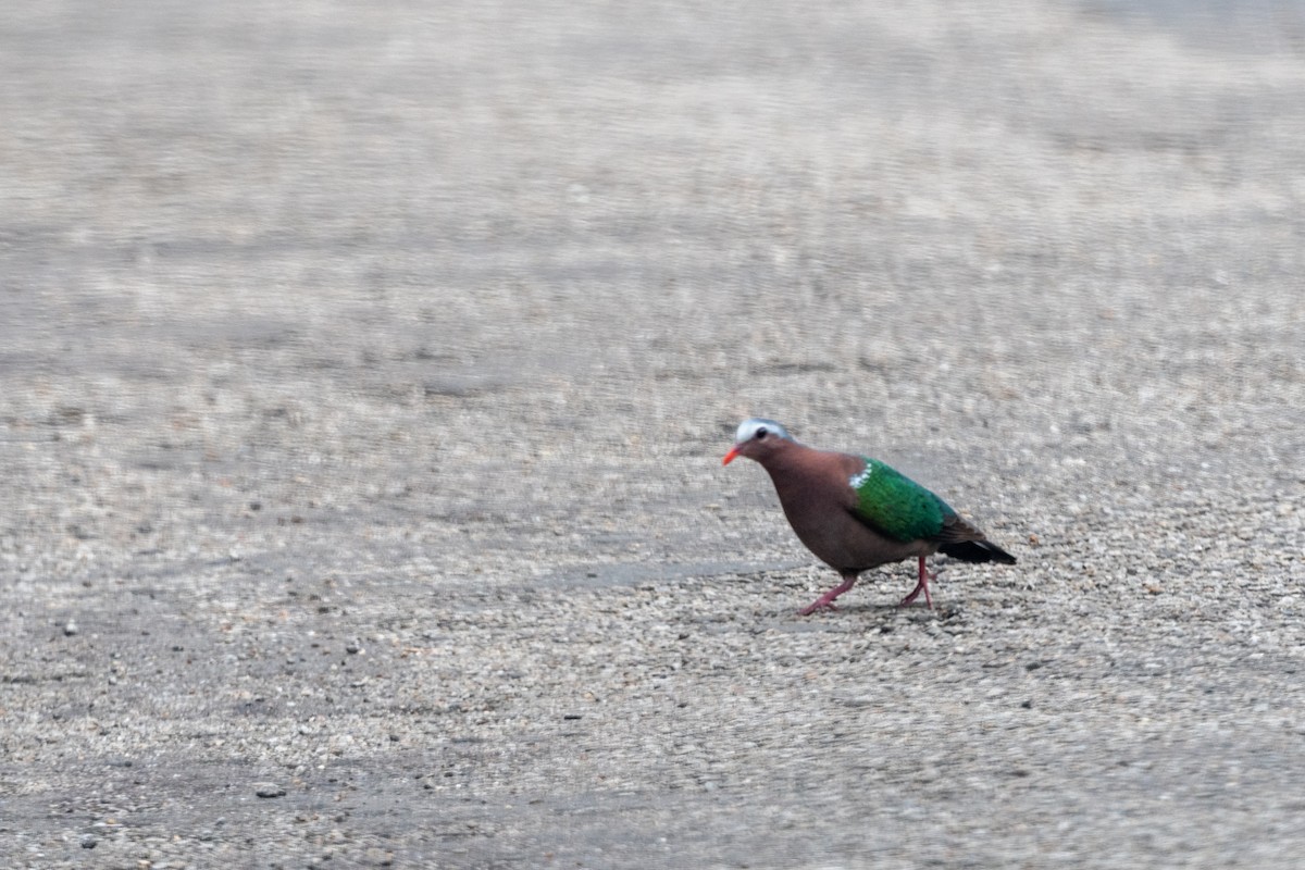 Asian Emerald Dove - ML607049521