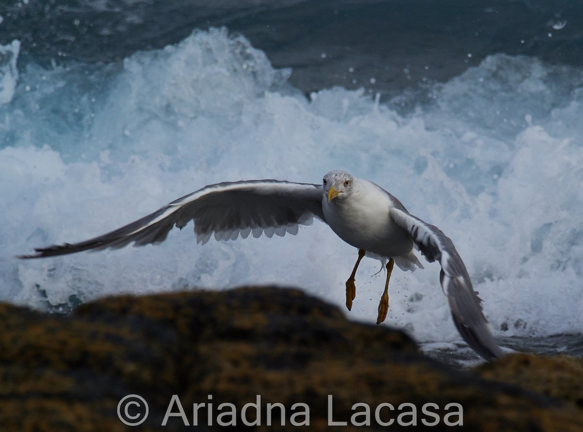 Yellow-legged Gull - Marcos Lacasa
