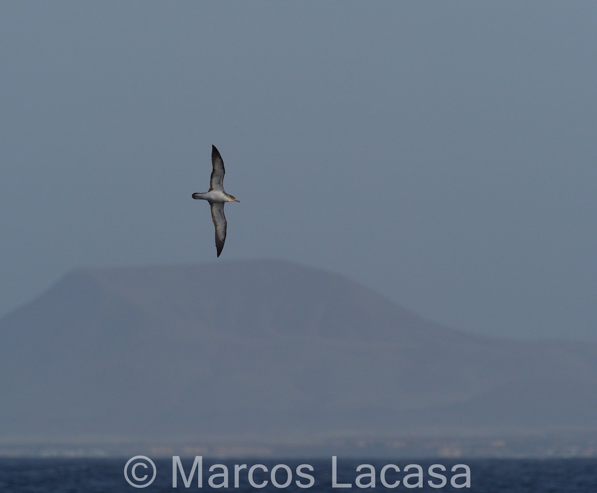 Pardela Cenicienta (atlántica) - ML607050021