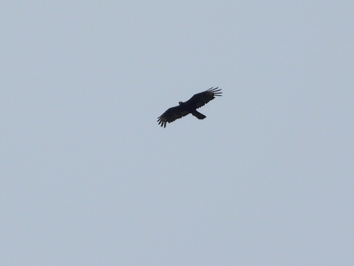 Oriental Honey-buzzard (Northern) - ML607052511