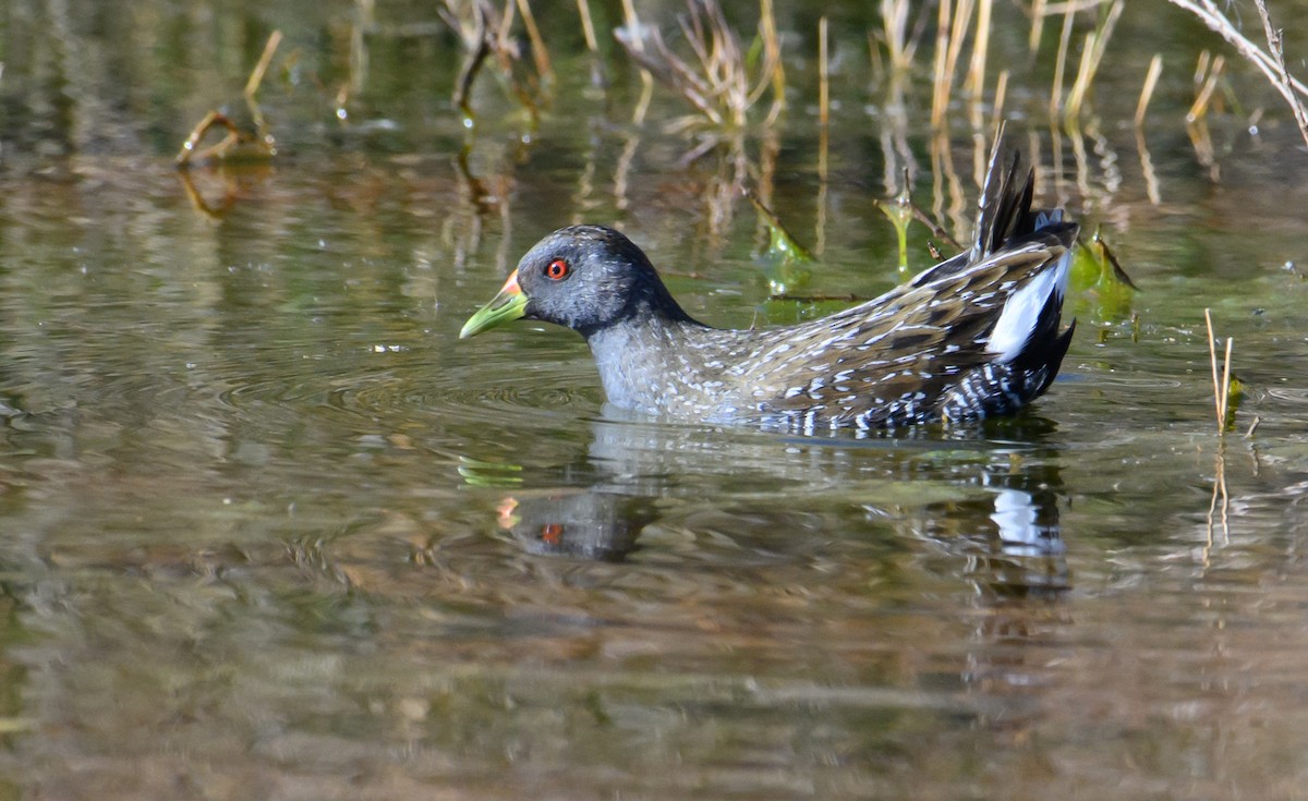 Australian Crake - ML607053291