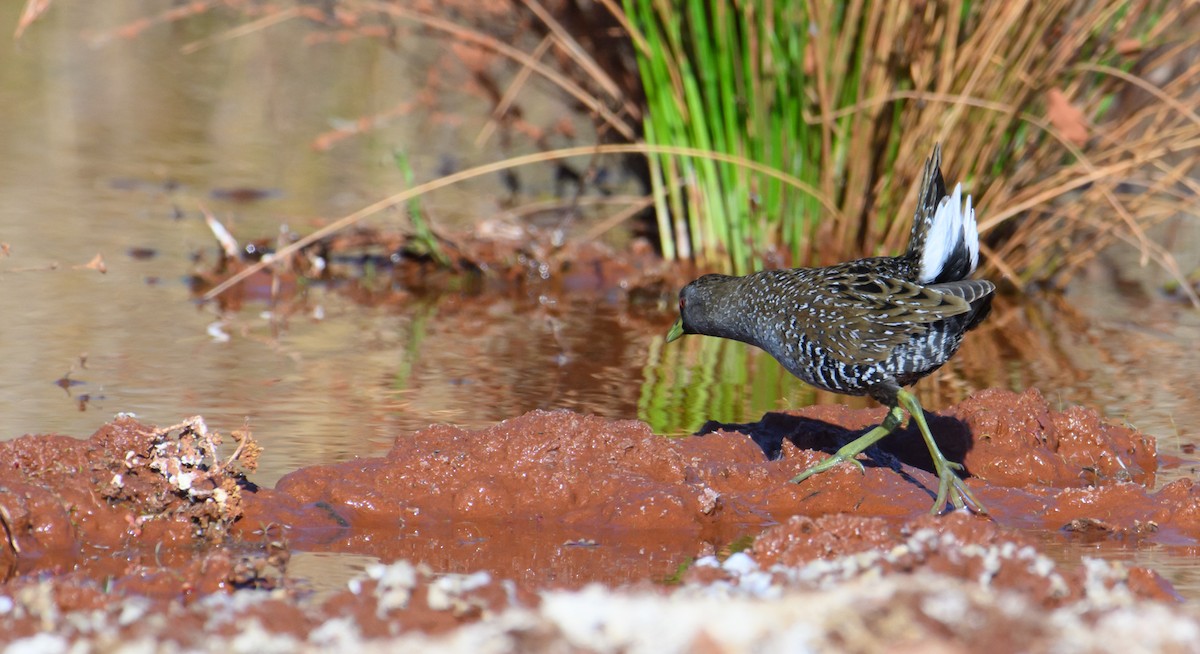 Australian Crake - ML607053301