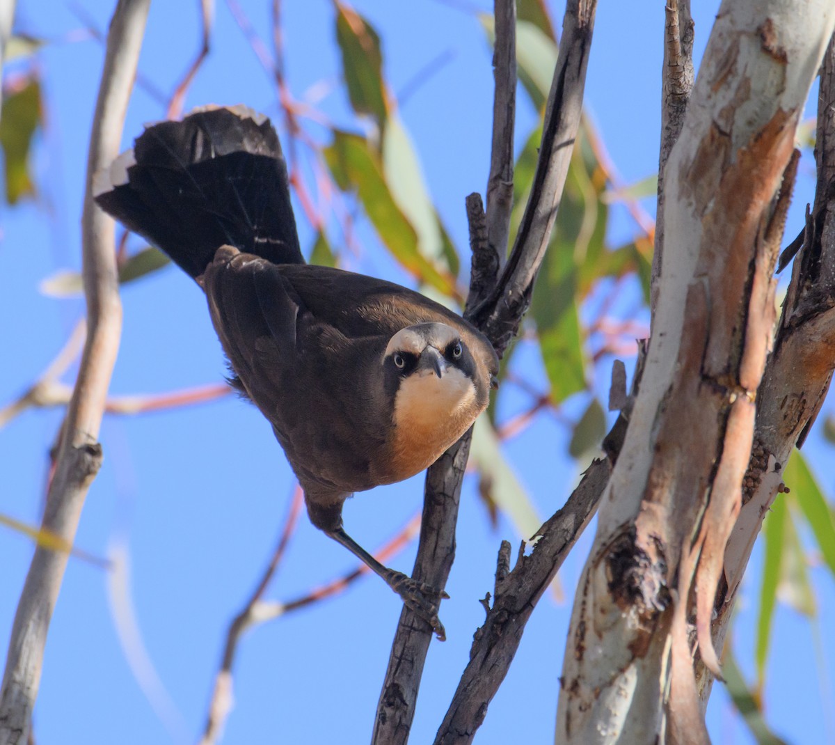 Gray-crowned Babbler - Mark Lethlean