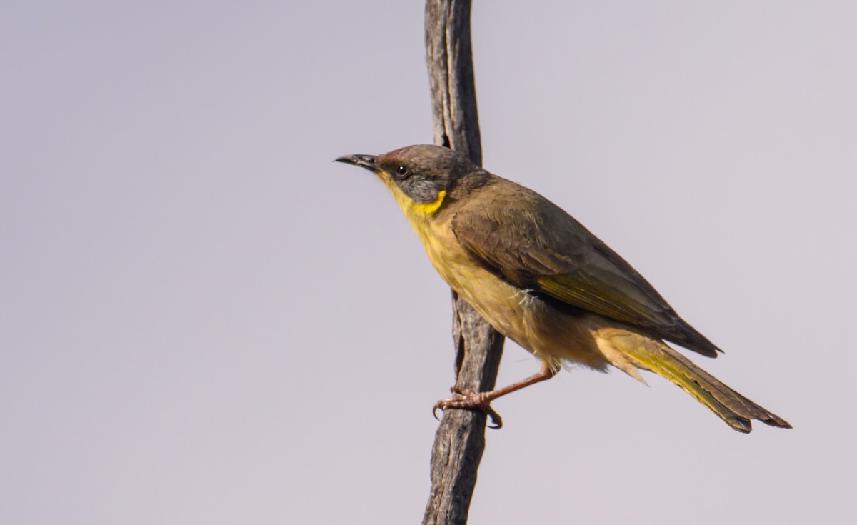 Gray-headed Honeyeater - Mark Lethlean