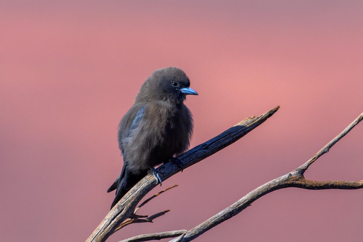 Little Woodswallow - Mark Lethlean