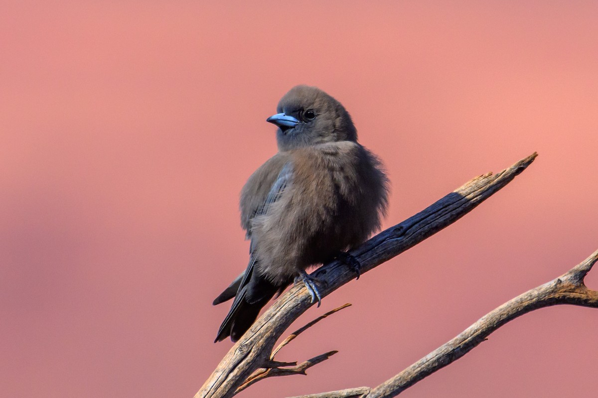 Little Woodswallow - Mark Lethlean