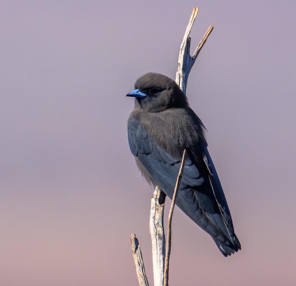 Little Woodswallow - Mark Lethlean