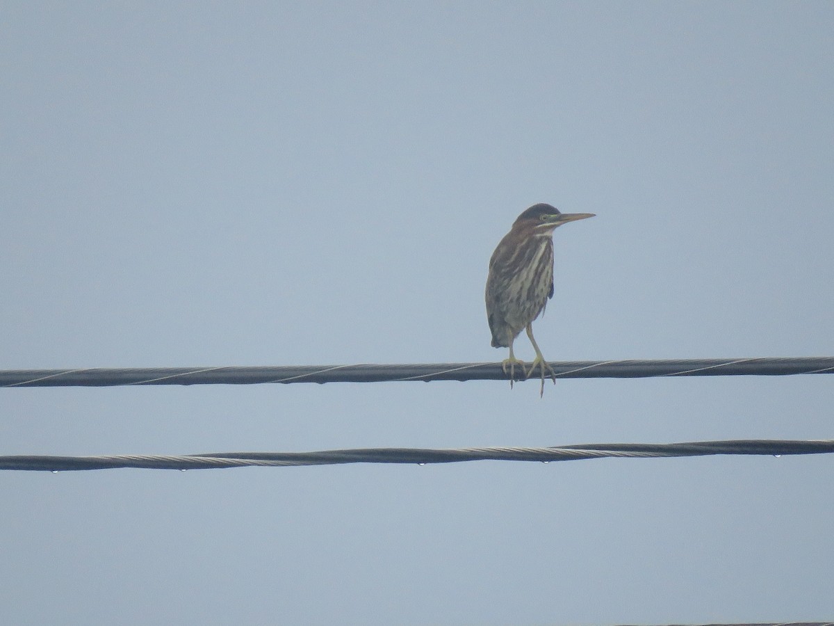 Green Heron - ML607055021