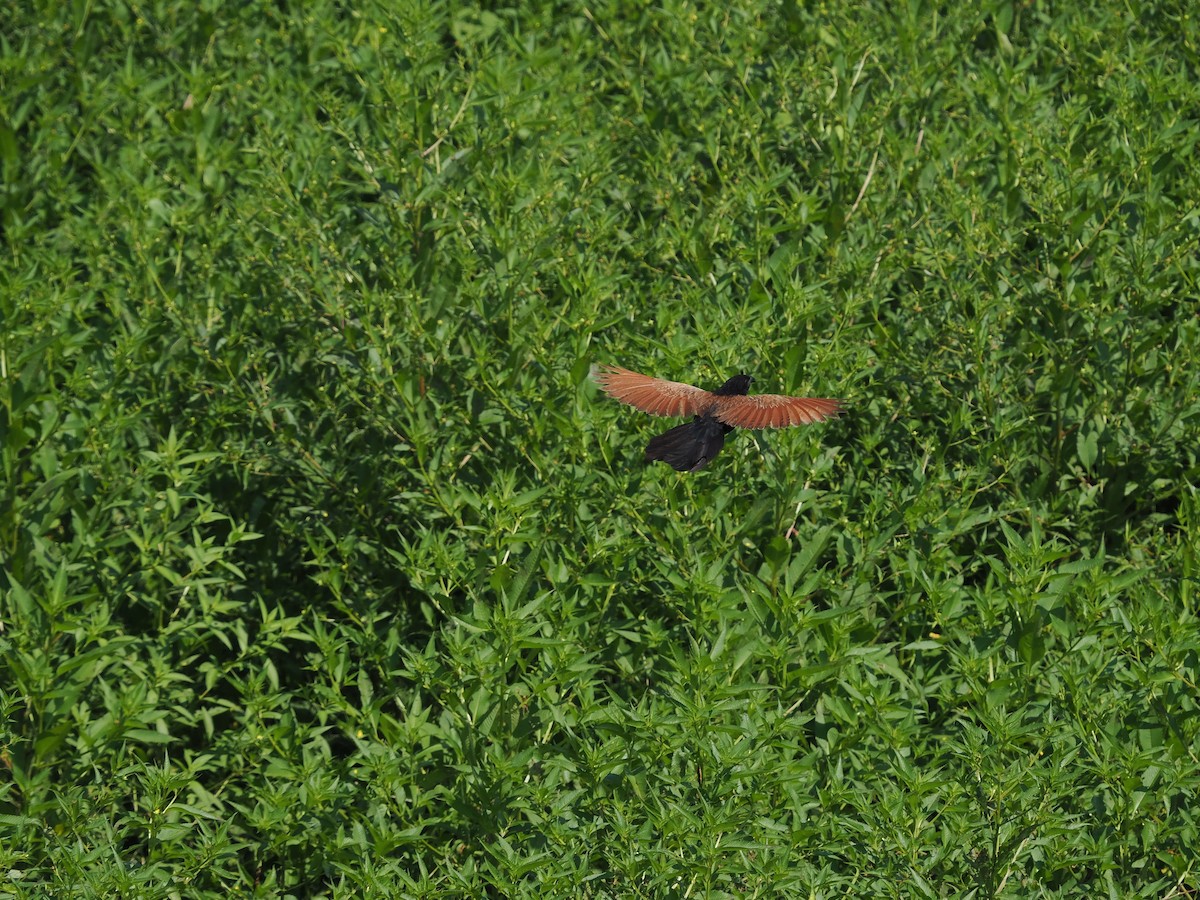 Lesser Coucal - ML607055151