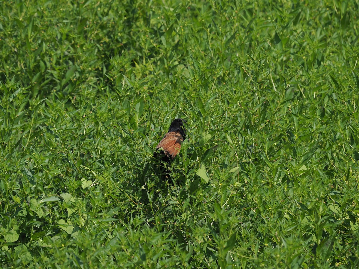 Lesser Coucal - ML607055191