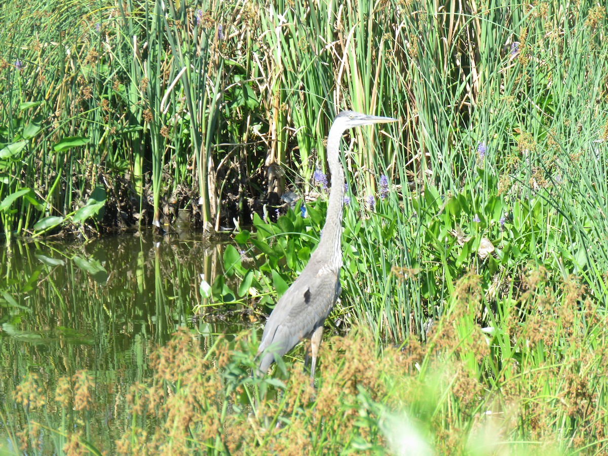 Great Blue Heron - ML607055361