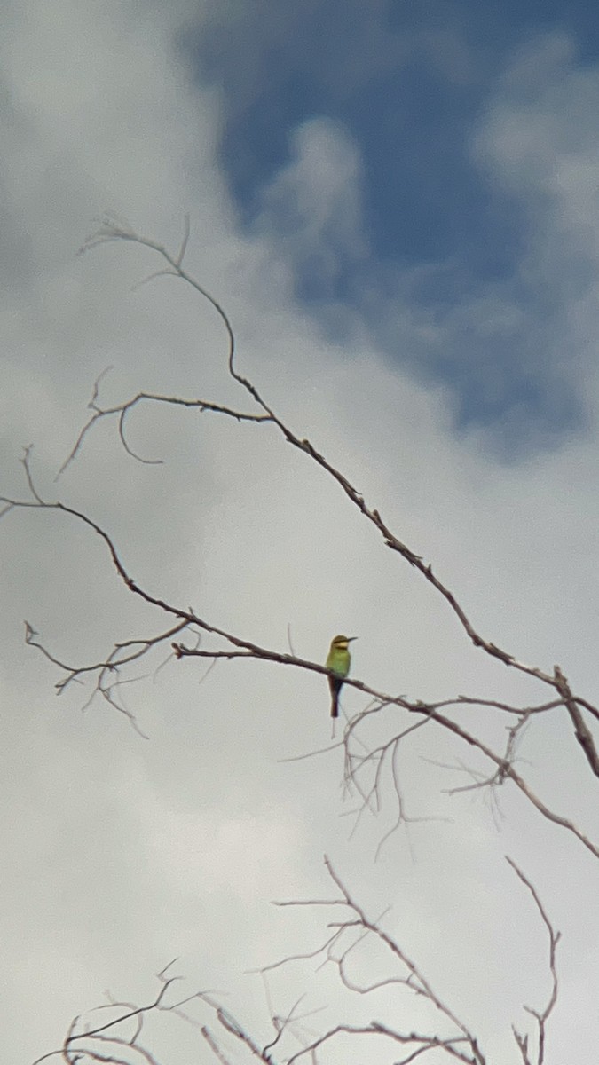 Rainbow Bee-eater - ML607056591