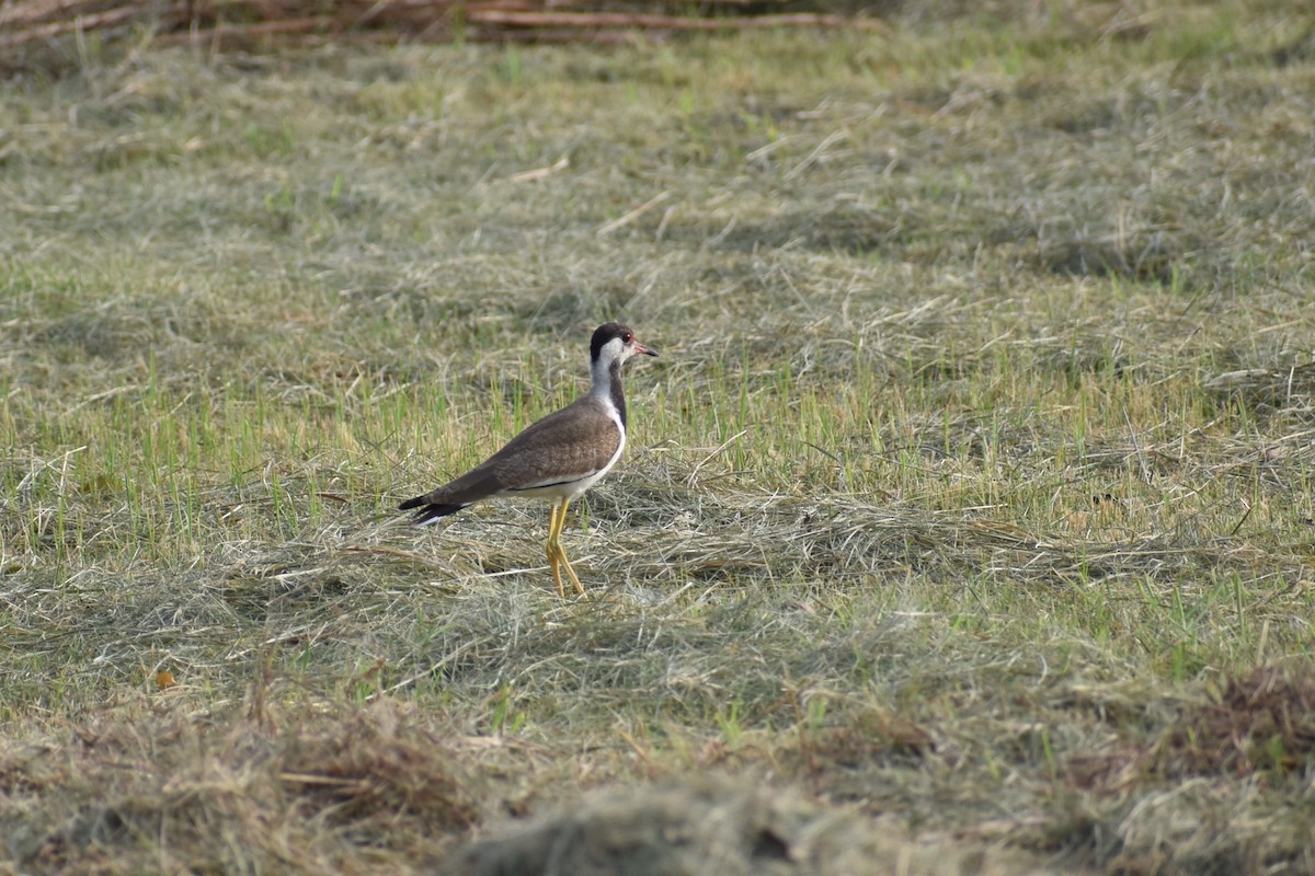 Red-wattled Lapwing - ML607056691