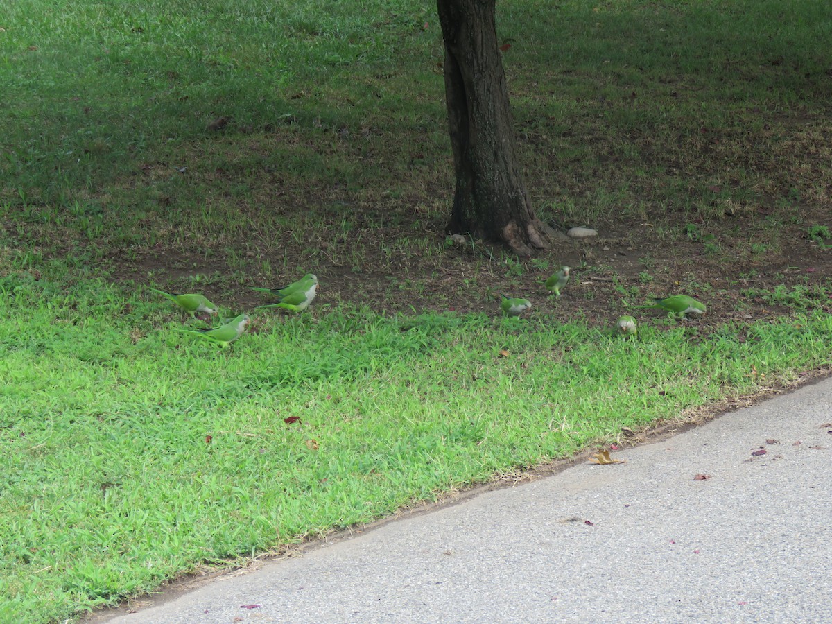 Monk Parakeet - ML607056781