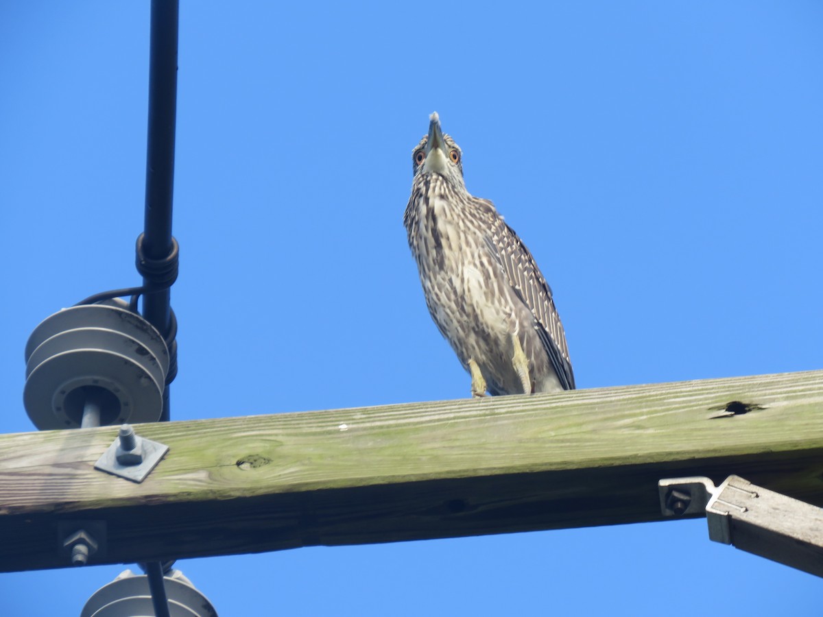 Yellow-crowned Night Heron - ML607056871