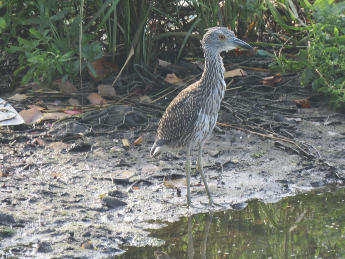 Yellow-crowned Night Heron - Tom Preston