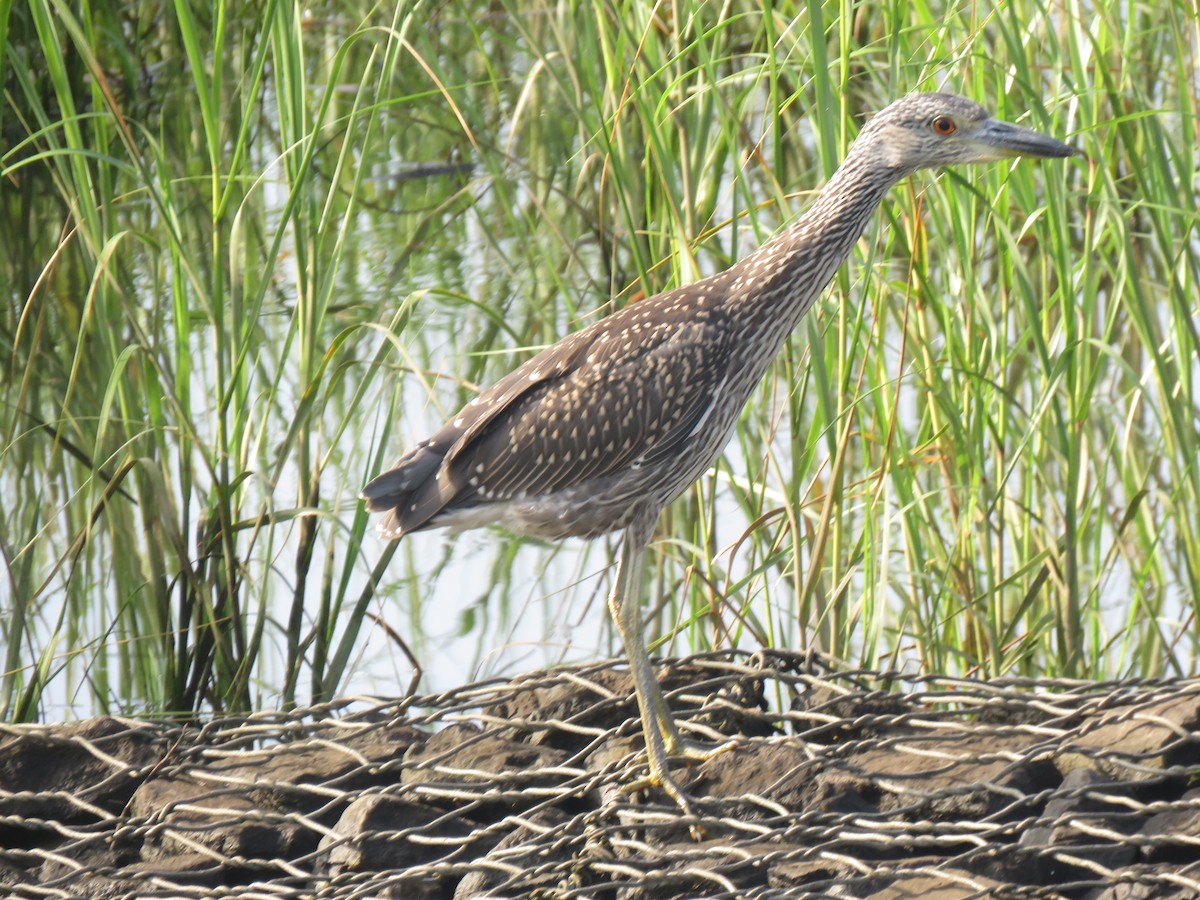 Yellow-crowned Night Heron - ML607056891