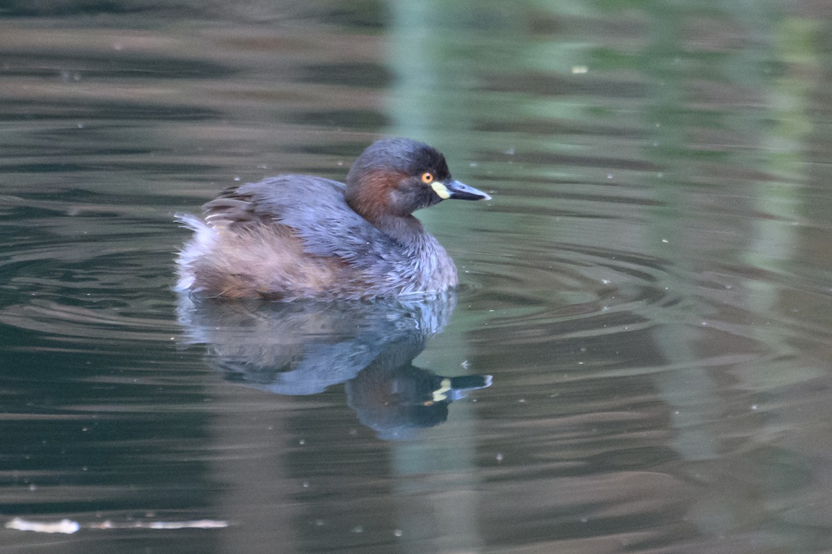 Australasian Grebe - ML607057671