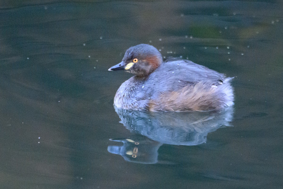 Australasian Grebe - ML607057681