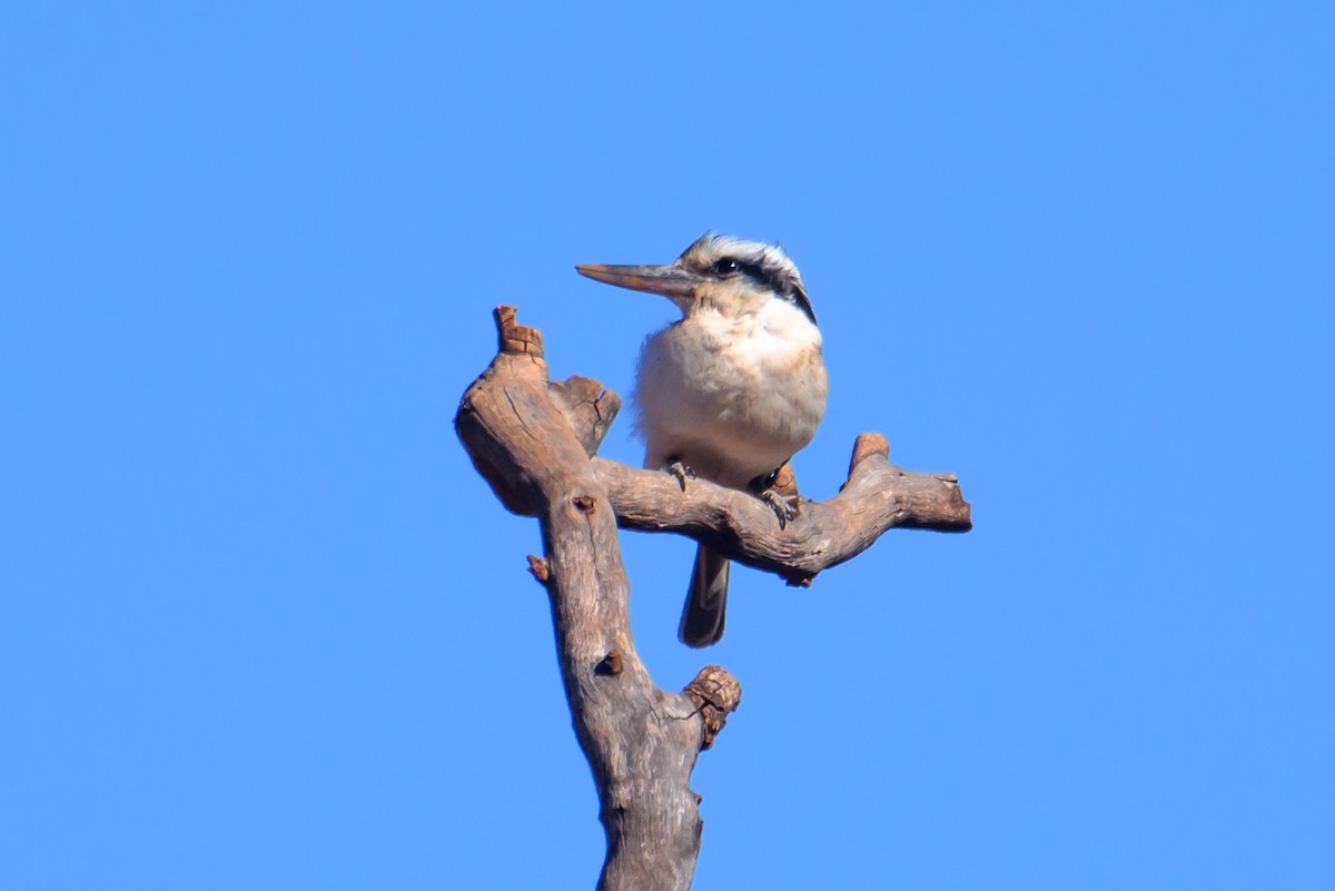 Red-backed Kingfisher - ML607057781