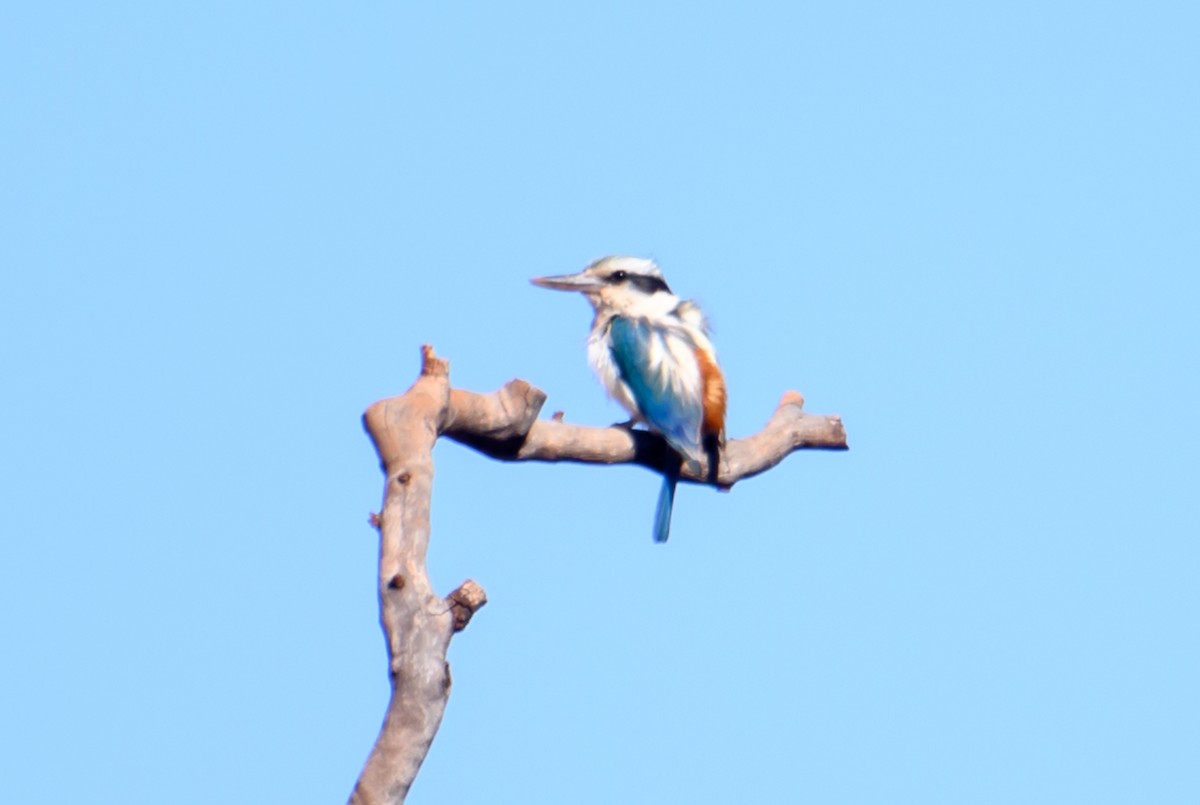 Red-backed Kingfisher - ML607057791