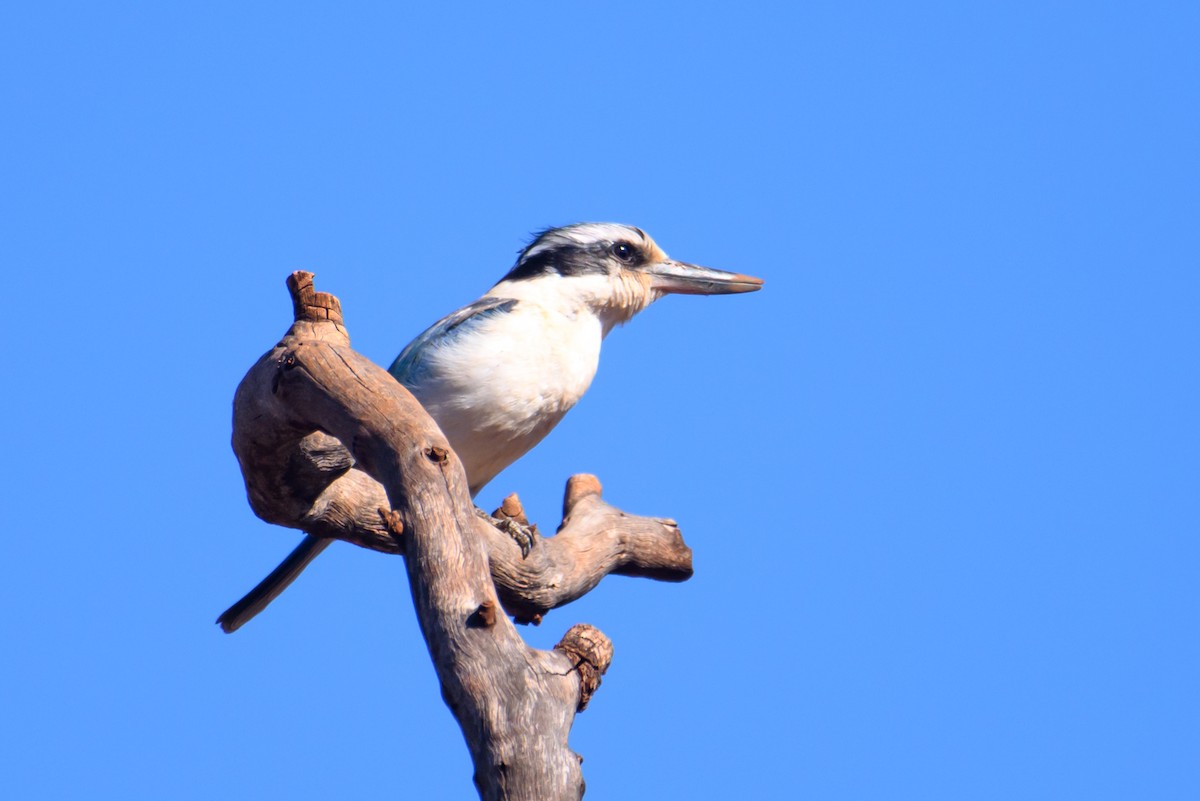 Red-backed Kingfisher - ML607057801