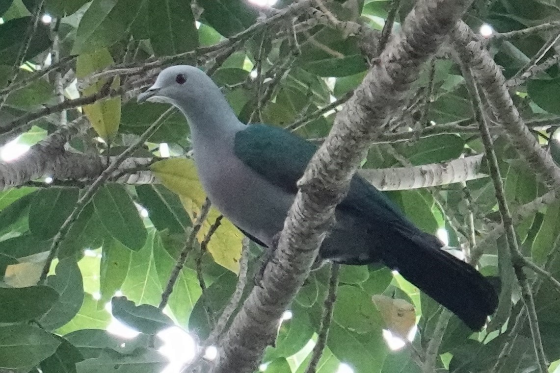 Enggano Imperial-Pigeon - ML607059081