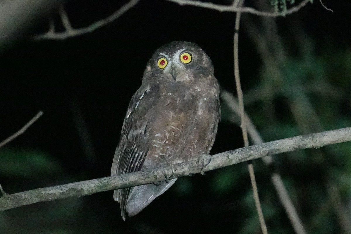 Enggano Scops-Owl - Steve Kornfeld