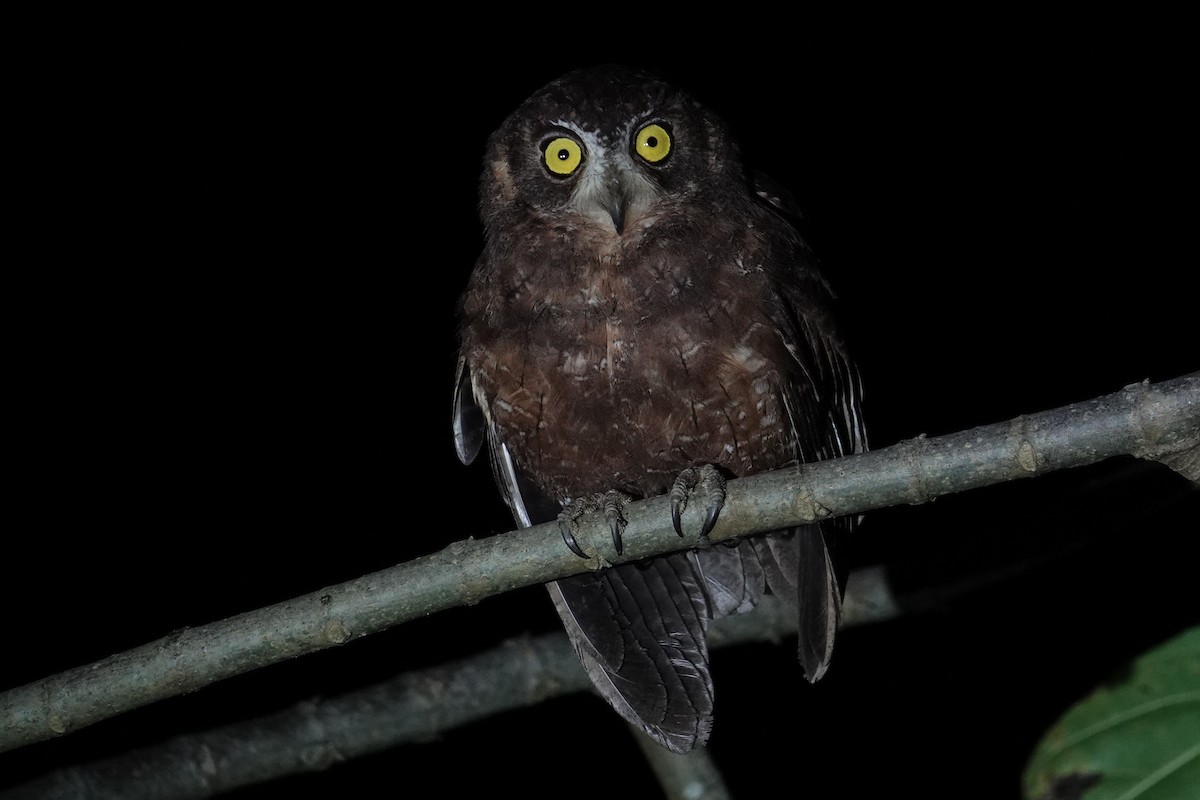 Enggano Scops-Owl - Steve Kornfeld