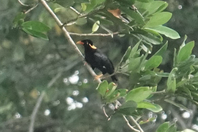 Common Hill Myna (Enggano) - ML607059231