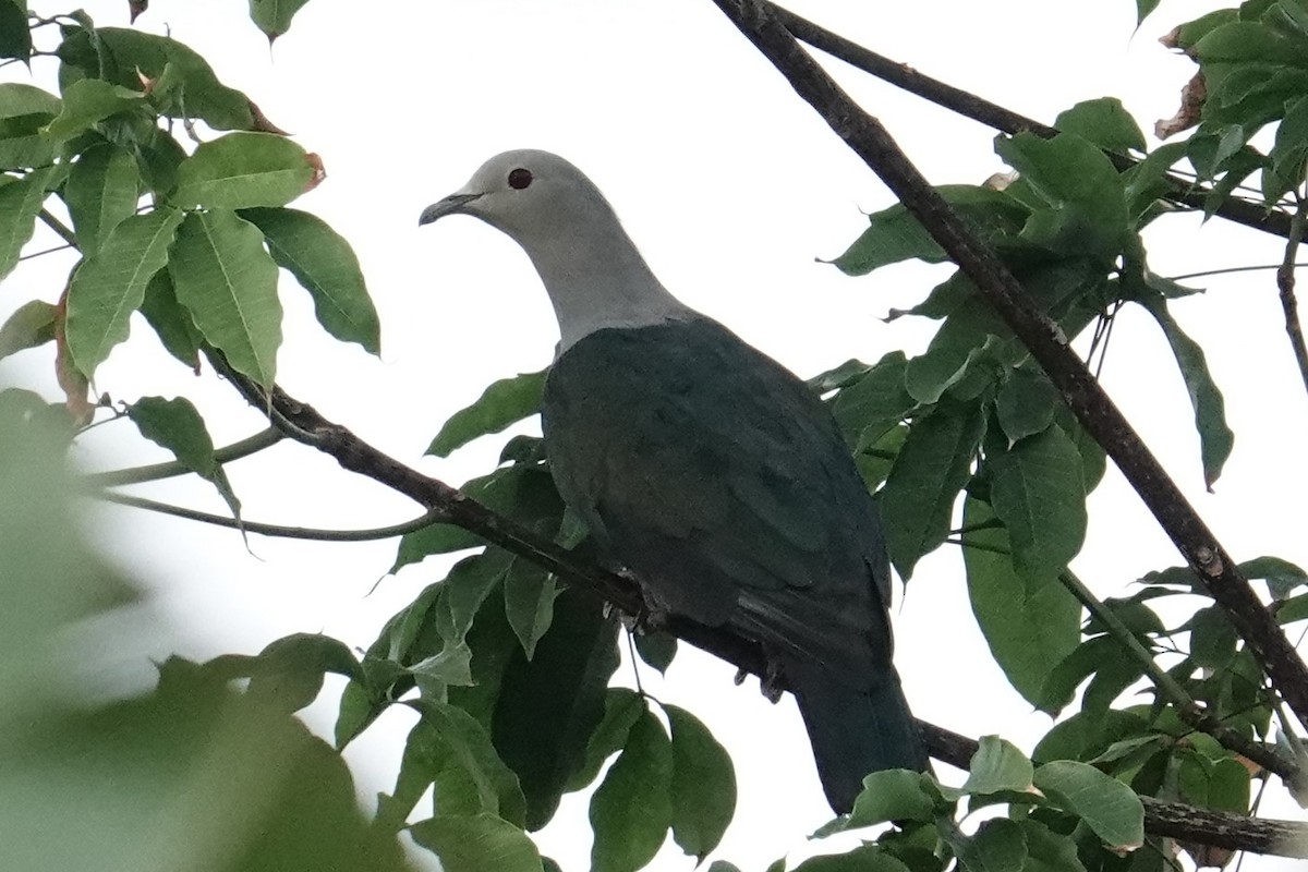 Enggano Imperial-Pigeon - ML607059381