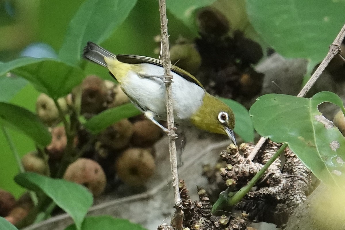 Swinhoe's White-eye - Steve Kornfeld