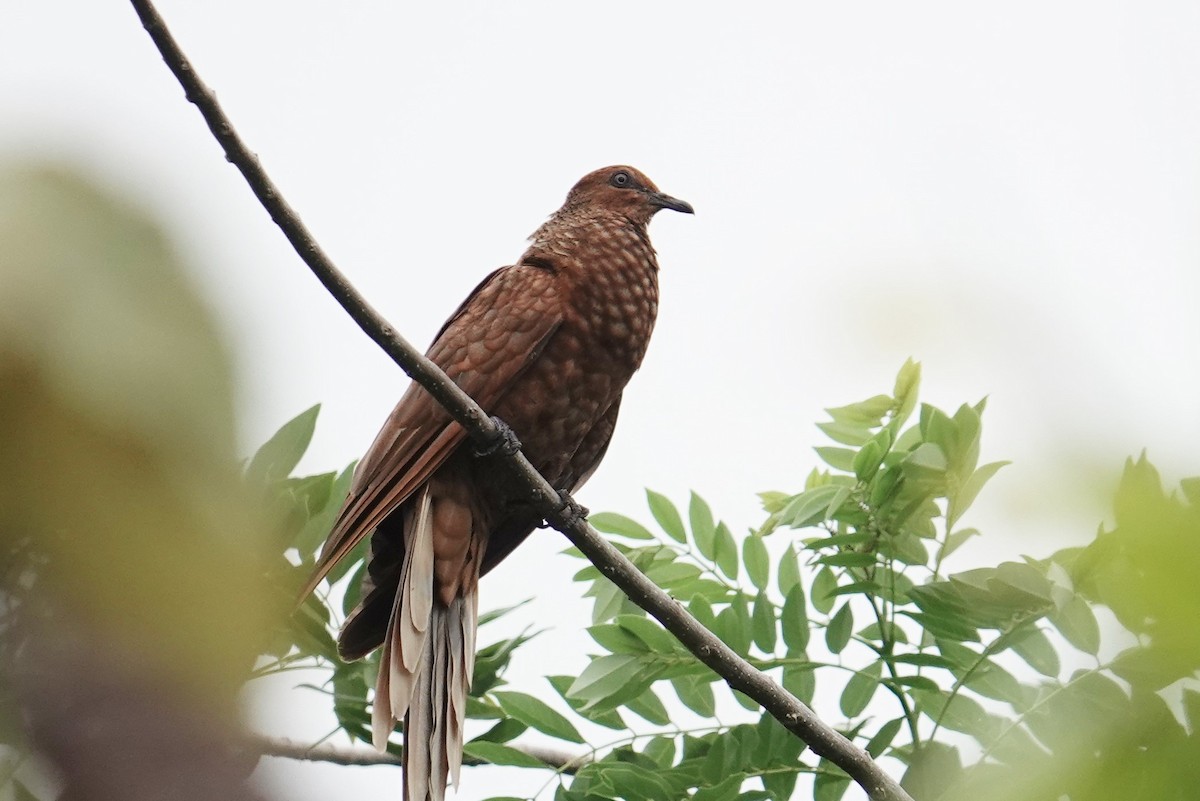 Enggano Cuckoo-Dove - ML607060211