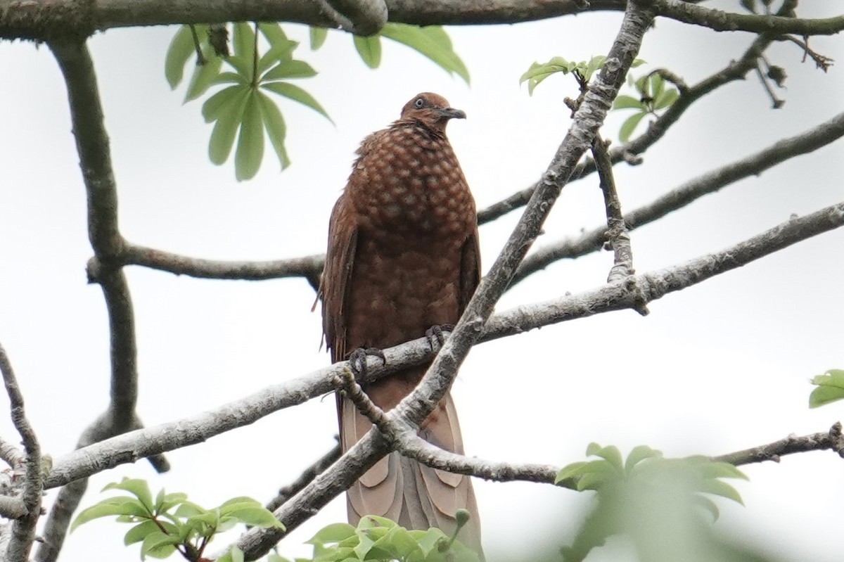 Enggano Cuckoo-Dove - ML607060221