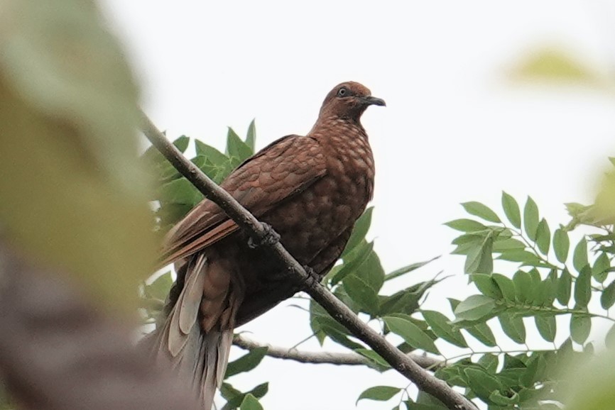 Enggano Cuckoo-Dove - ML607060231