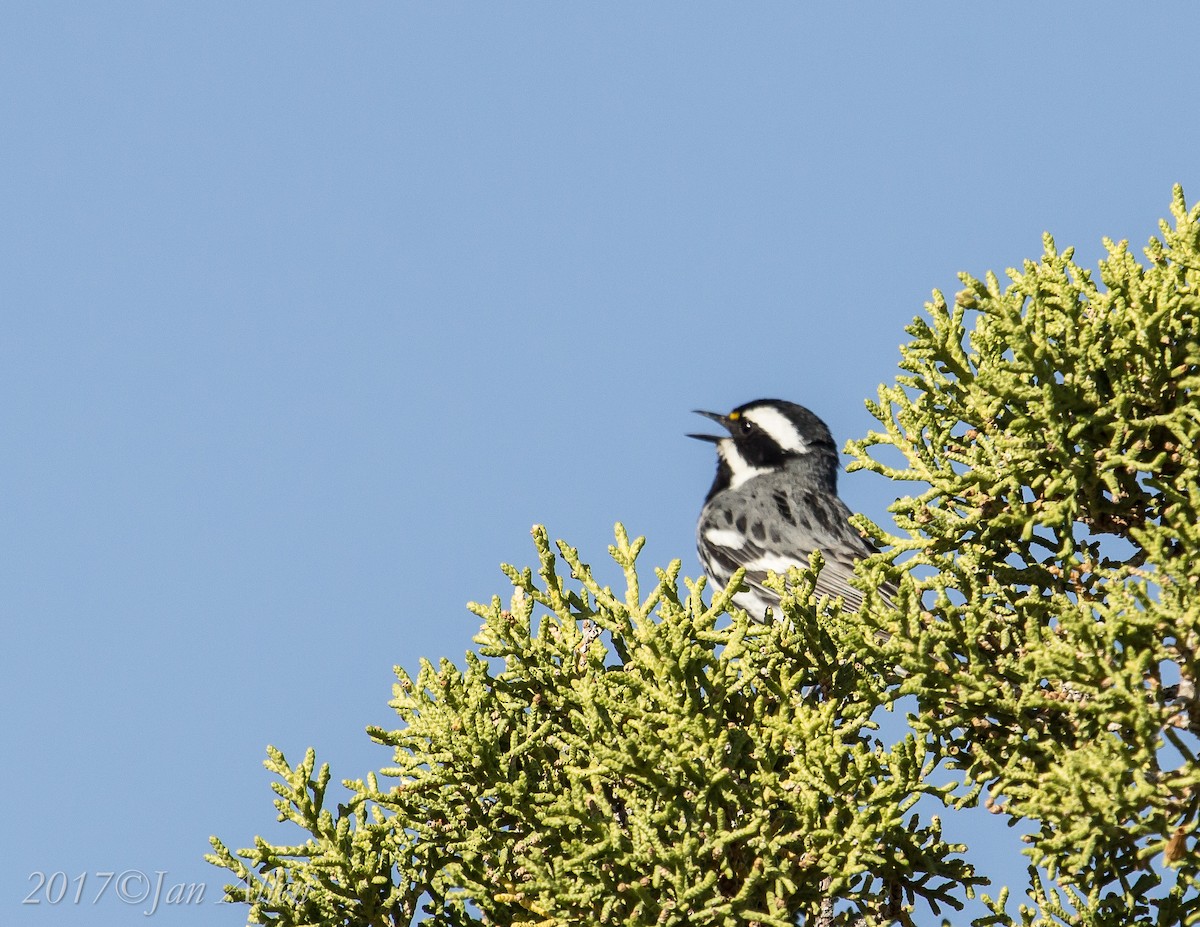 Black-throated Gray Warbler - ML60706051