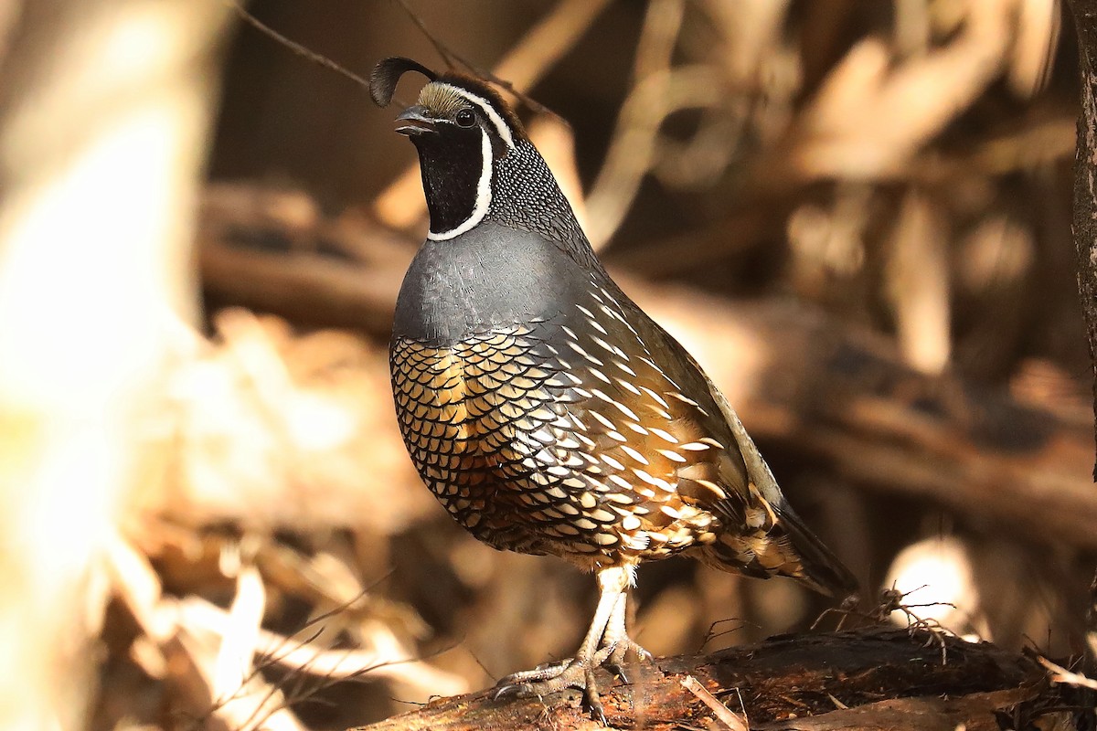 California Quail - ML607062451