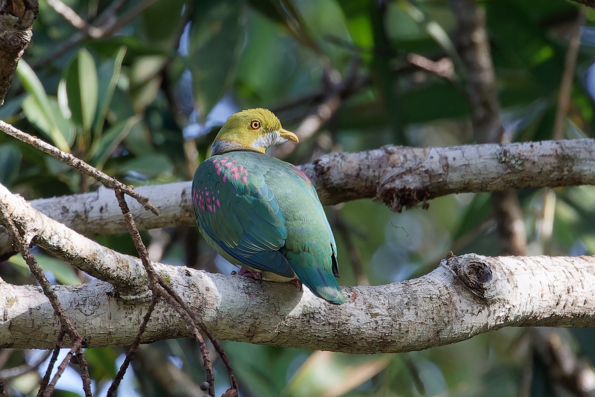 Pink-spotted Fruit-Dove - ML607062571