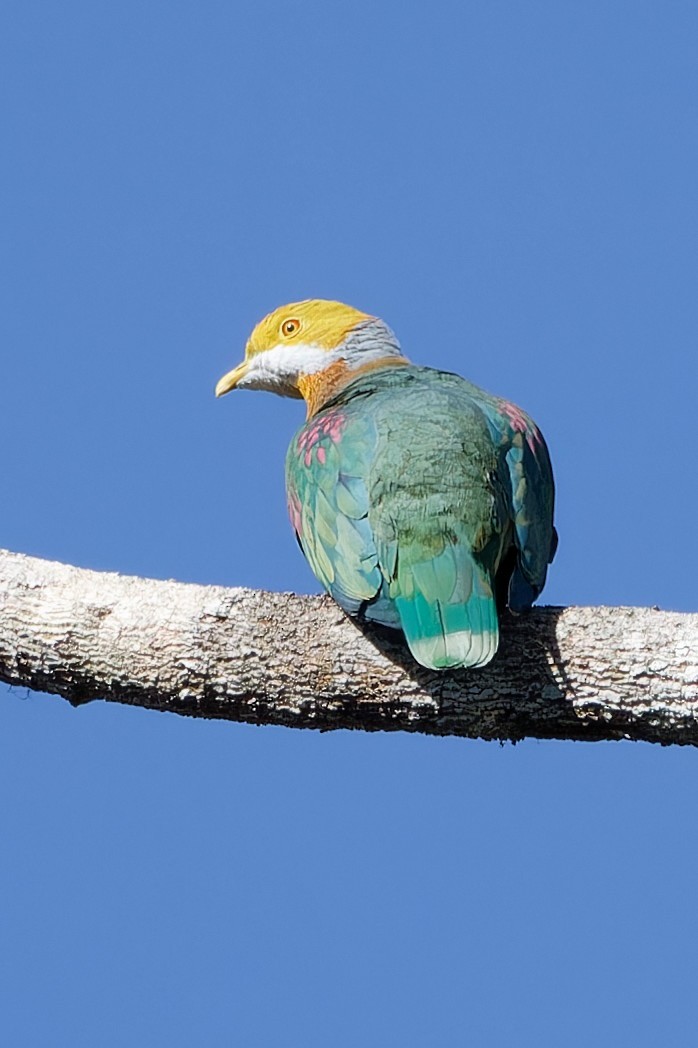 Pink-spotted Fruit-Dove - ML607062631