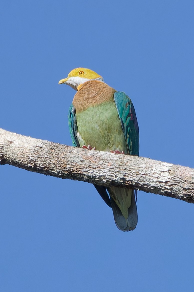 Pink-spotted Fruit-Dove - ML607062641