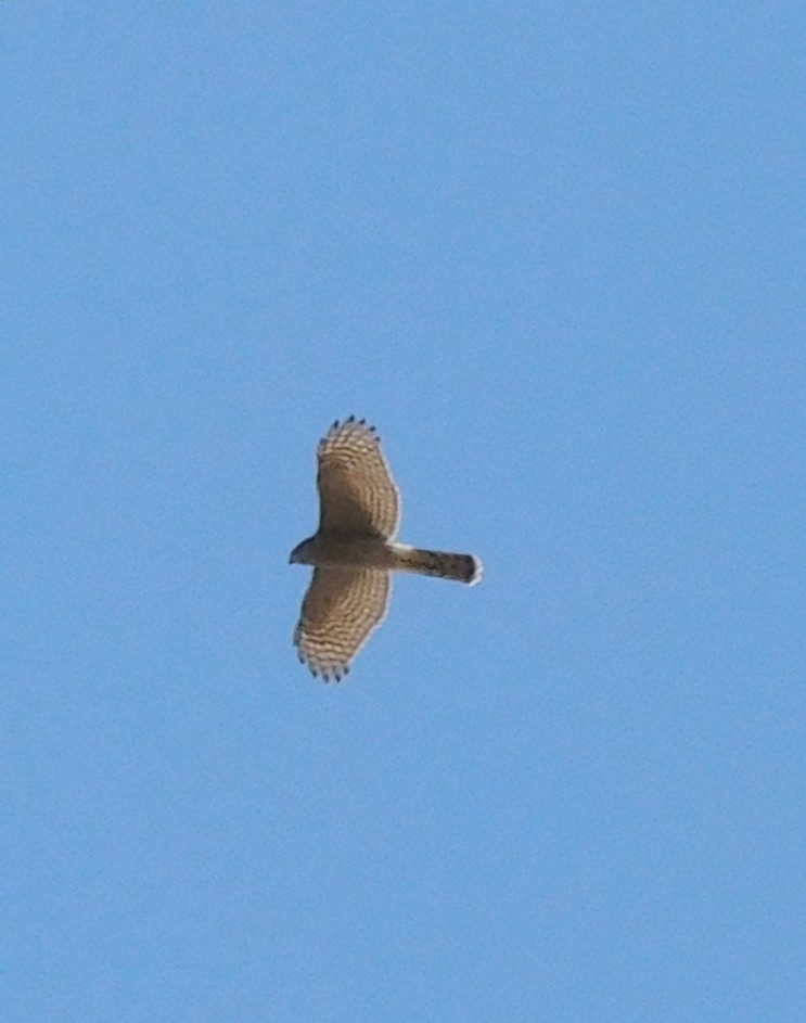 Eurasian Sparrowhawk - ML607063801