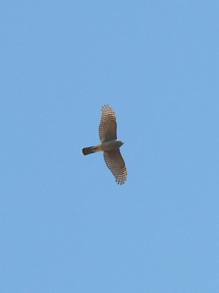 Eurasian Sparrowhawk - ML607063811